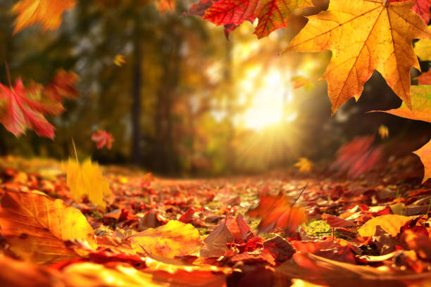Lively+closeup+of+falling+autumn+leaves+with+vibrant+backlight+from+the+setting+sun